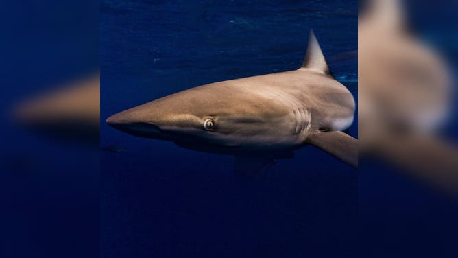Dusky shark