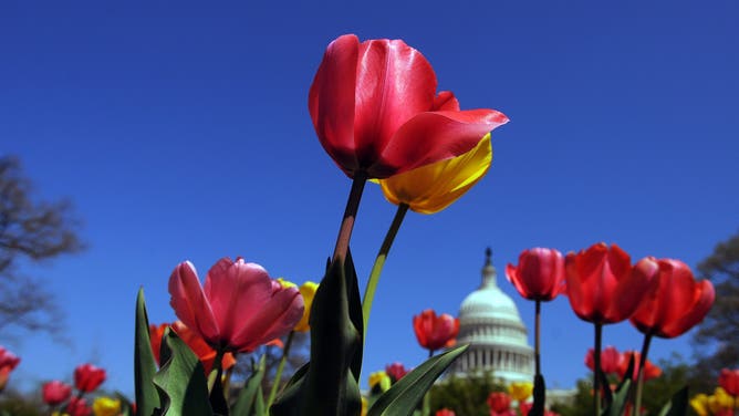 Tulips bloom near the U.S. Capitol building signaling spring has finally arrived in the nation's capital, Thursday, April 14, 2011 in Washington, D.C.