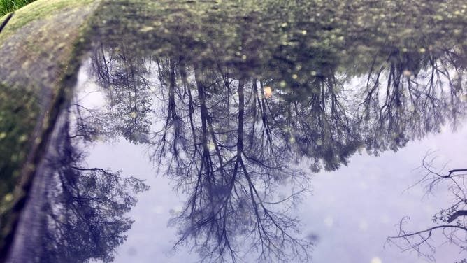 4/25/2019 Pollen on the hood of a car and the reflection of trees that produce it
