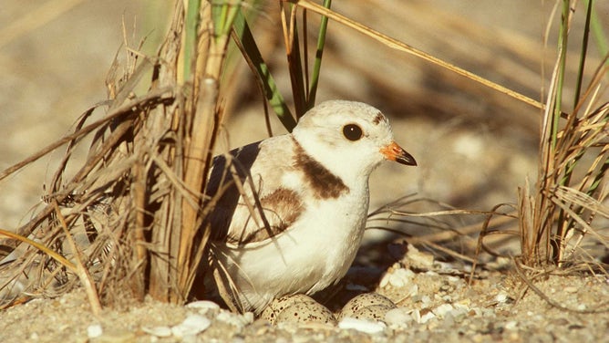 NANTUCKET, MA - SEPTEMBER 1: A female Piping Plover prepares to settle over her four eggs to brood them at her Nantucket nest.