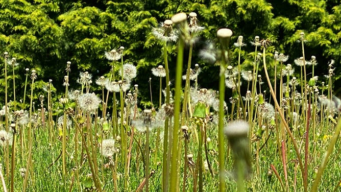 NORTH HALEDON, NJ - May 02: Dandelion flowers grow in the grass of a backyard on May 02, 2024 in NORTH HALEDON, NJ.