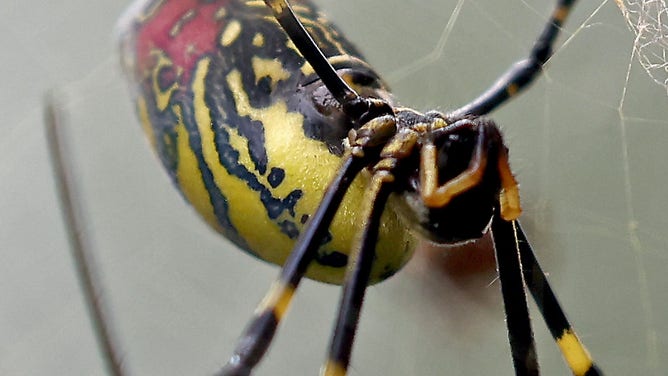 Large spiders the size of a human hand are invading the US | Fox