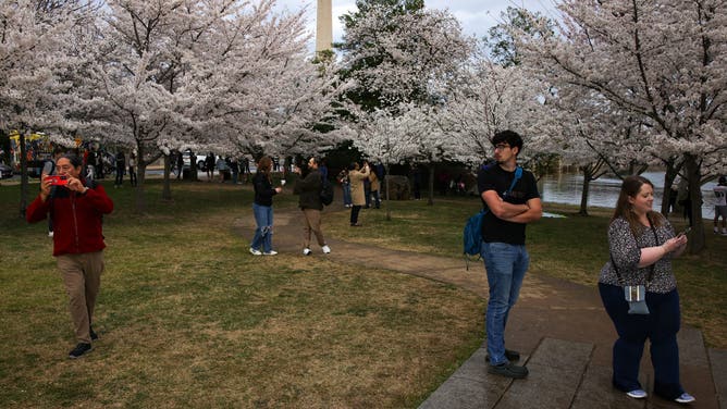 People visit the cherry blossom trees during their peak bloom stage at the Tidal Basin in Washington, D.C. on March 28, 2025.