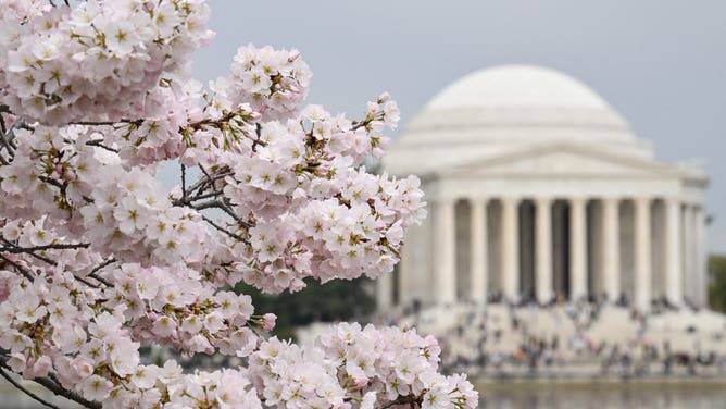 People visit the Jefferson Memorial as cherry trees bloom, on the Tidal Basin near in Washington, DC, on March 29, 2025.