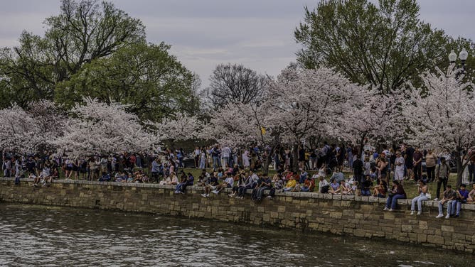 Thousands of people gather near Washington Monument to participate in the annual Blossom Kite Festival, while the cherry trees blossom in Washington, D.C., the United States on March 29, 2025.