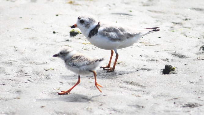 MILFORD, CT - JULY 16: An adult Piping Plover and recently hatched chick on a tidal flat near the Connecticut Audubon Society's Coastal Center at Milford Point, in Milford, Conn. July 16, 2025.