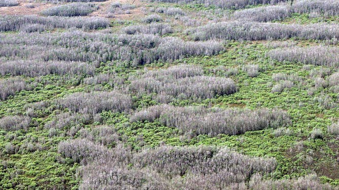 Pictured are the the ongoing drought conditions affecting the Everglades and nearby reserves, March 4, 2026.