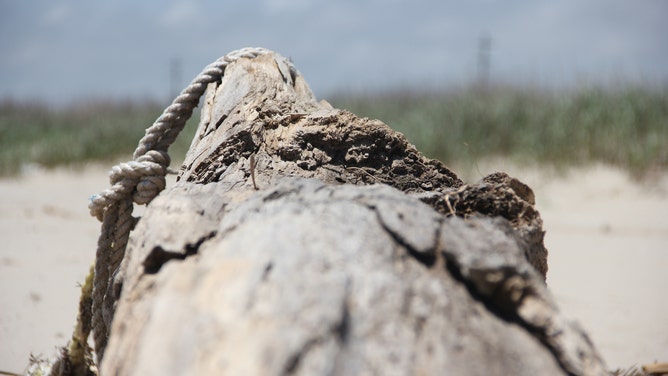 driftwood at Holly Beach, Louisiana