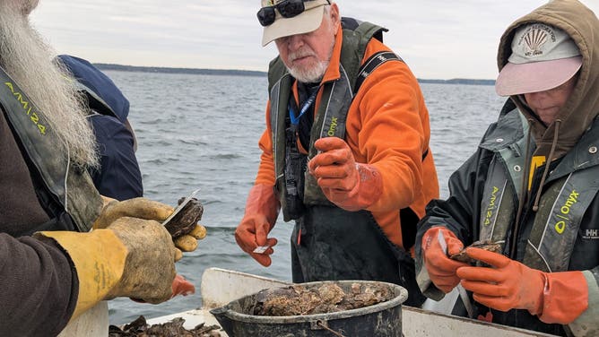 Maryland biologists conduct an oyster survey.