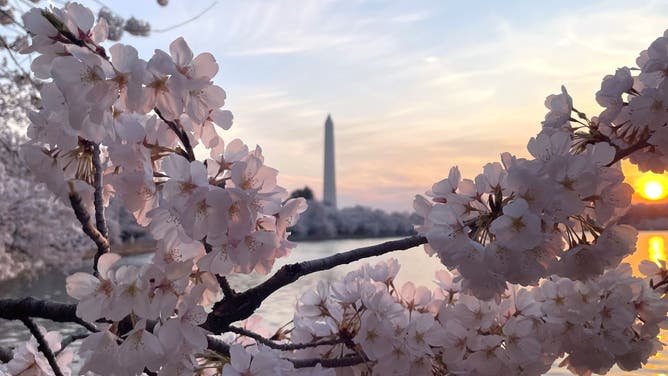 The National Park Service announced peak bloom for the iconic cherry blossoms trees at the National Mall Thursday March 26