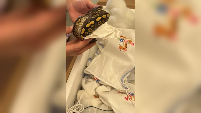 CPB officials hold a python after someone attempts to smuggle 39 of the creatures across the border to Mexico.