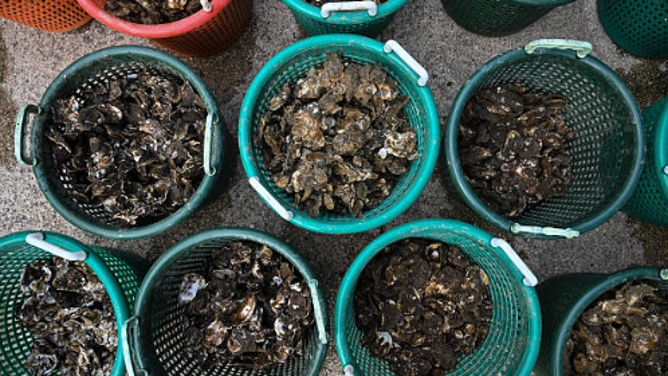 Oyster shells with younger oysters growing on on them sit in a bucket after being dropped off by oyster gardening program volunteers at the the Philip Merrill Environmental Center at the Chesapeake Bay Foundation headquarters in Annapolis, Maryland, on May 20, 2025. For many just a tasty delicacy, the oyster may actually be the hero the world needs to fight environmental degradation -- and volunteers are battling to repopulate the surprisingly powerful species. "Oyster gardeners" foster mollusks until they are old enough to be planted in the Chesapeake Bay near Washington, DC, where they clean the water and can even offset climate change.