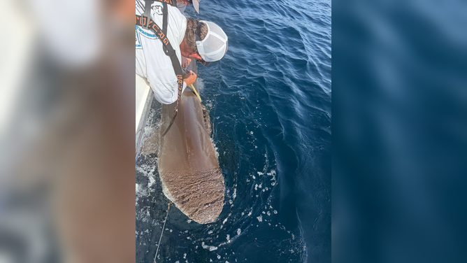 Mira, the first-ever dusky shark to be tracked by OCEARCH, tagged May 15, 2025v in Jacksonville, Florida. 
