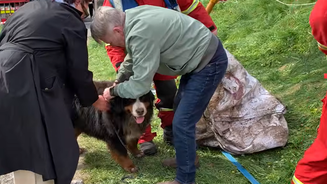 Bernese mountain dog rescued after falling down well in Ireland.