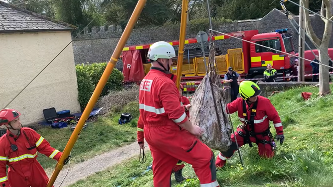 Bernese mountain dog rescued after falling down well in Ireland.