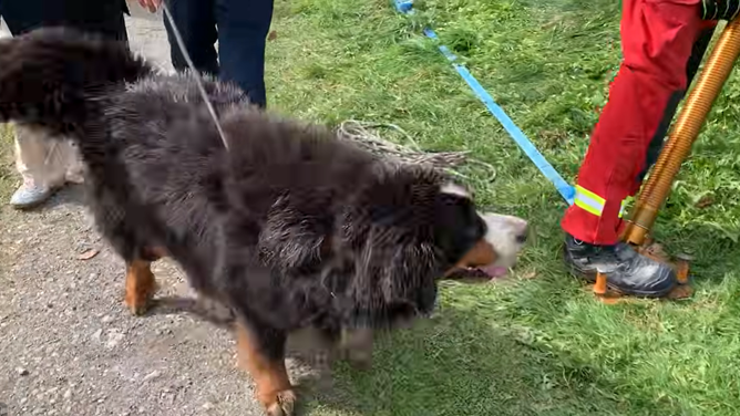 Bernese mountain dog rescued after falling down well in Ireland.