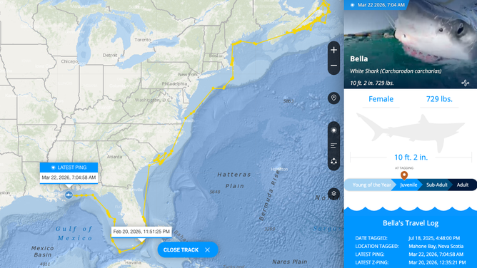 Bella's tracking since her first ping on July 21, 2025.