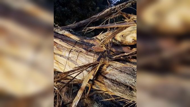 Lightning strike ignites fire and explodes tree in Katoomba, New South Wales, on Monday, March 23.