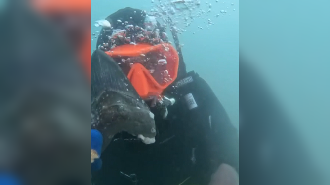 A 6-inch megalodon shark tooth was found by a Wyoming teen during a dive trip off Manasota Key, Florida earlier this week.