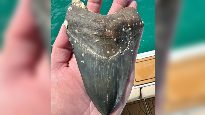 A 6-inch megalodon shark tooth was found by a Wyoming teen during a dive trip off Manasota Key, Florida earlier this week.