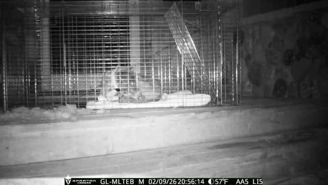 Repositioned trap Summit Lost Pet Rescue repositioned the trap and successfully caught Rocky.