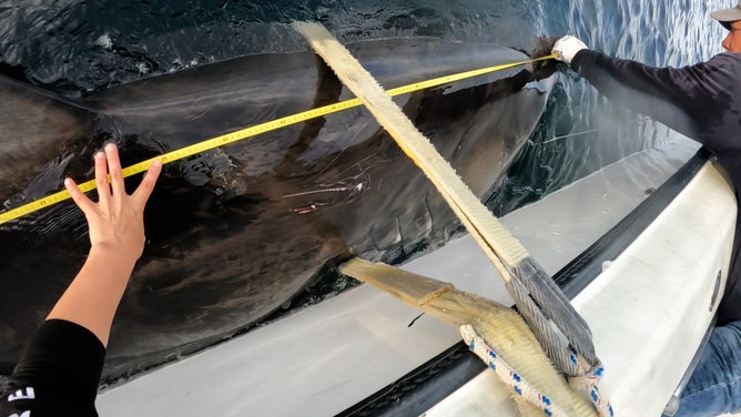 Goodall, a female great white measuring just over 13 feet and nearly 1,400 pounds, was first tagged on Sept. 30th, 2025, and was released in Mahone Bay, Nova Scotia, by the Tancook Islands Marine Field Station Team, in collaboration with the OCEARCH Science and Fishing Teams