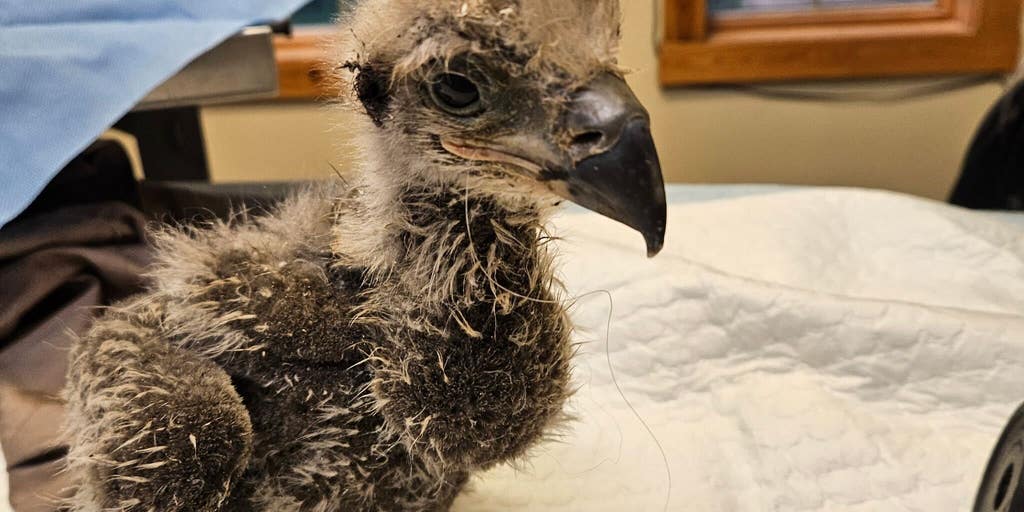 Photos: Baby bald eagle returned to nest after surgery to remove fish hook from stomach