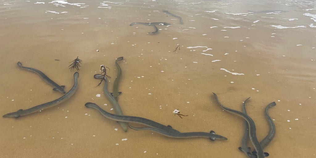 Watch: Eel migration puts on a wild, wiggly show on Australia beach