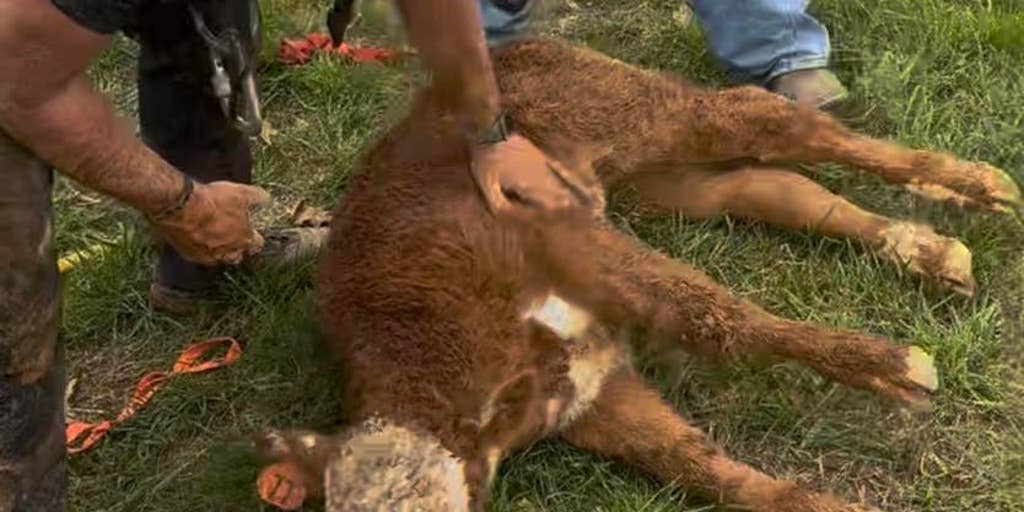 See it: Calf rescued from a cave by first responders in Tennessee