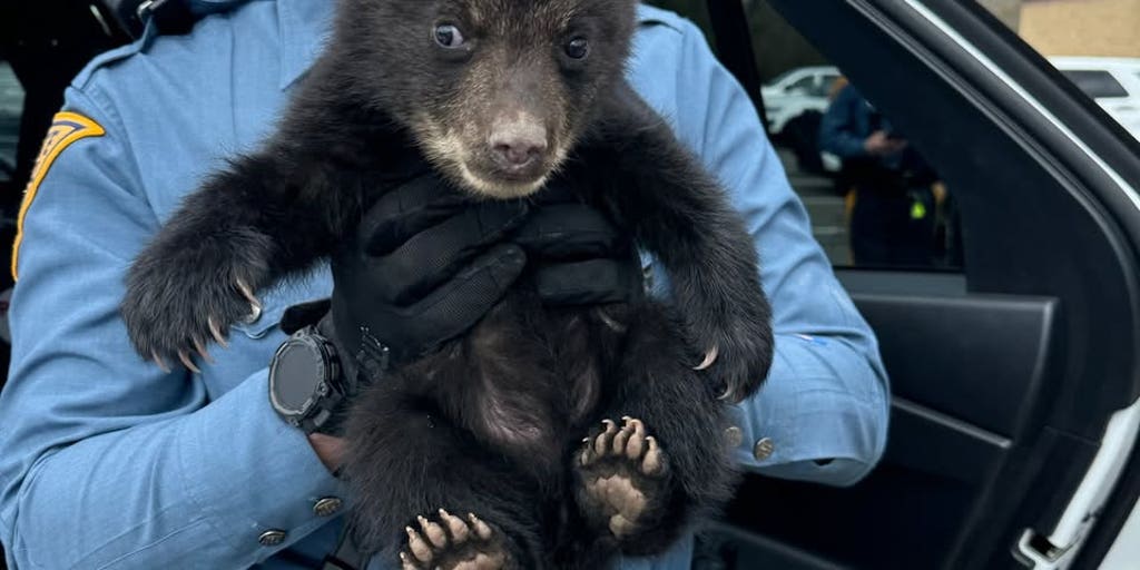 New Jersey State troopers rescued a baby bear abandoned in a roadside ditch