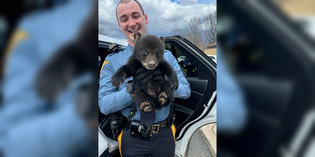 New Jersey State troopers rescued a baby bear abandoned in a roadside ditch