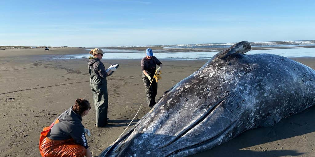 3 malnourished gray whales found dead along Washington coast in just a few days