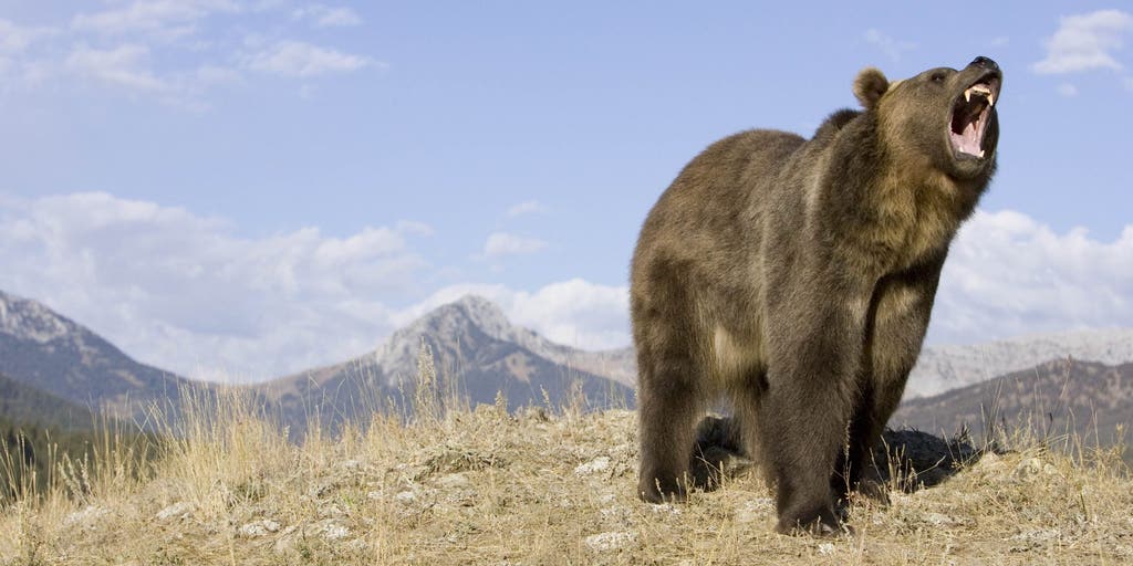What could save your life during a bear encounter