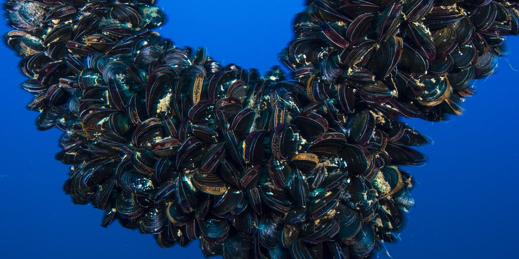 Local state of emergency declared in California over invasive species threat