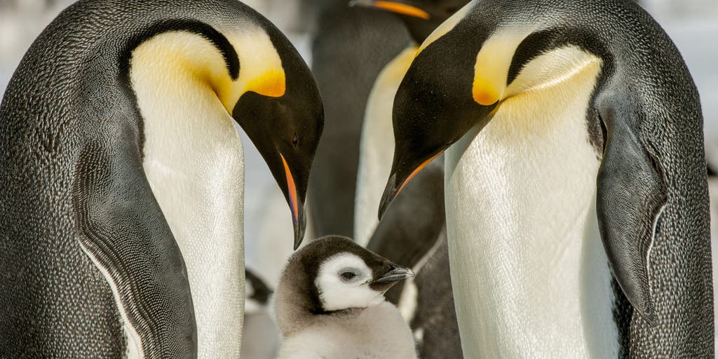 Emperor penguins declared endangered species amid the decline in sea ice