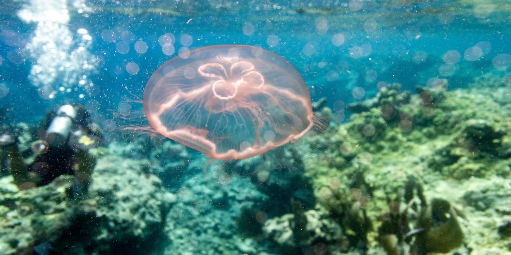 Rare species of moon jellyfish discovered in Gulf of America off Louisiana coast