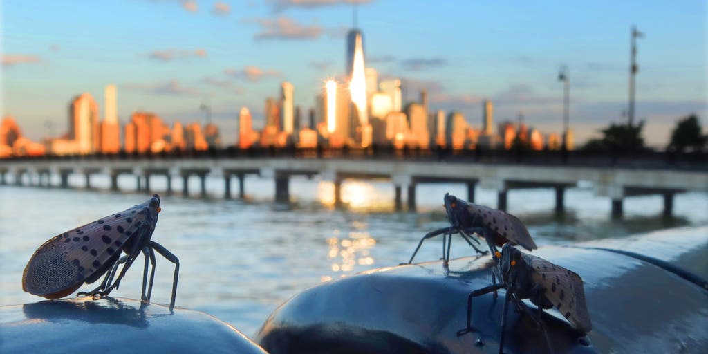 Experts say millions of spotted lanternflies could plague New York City this year