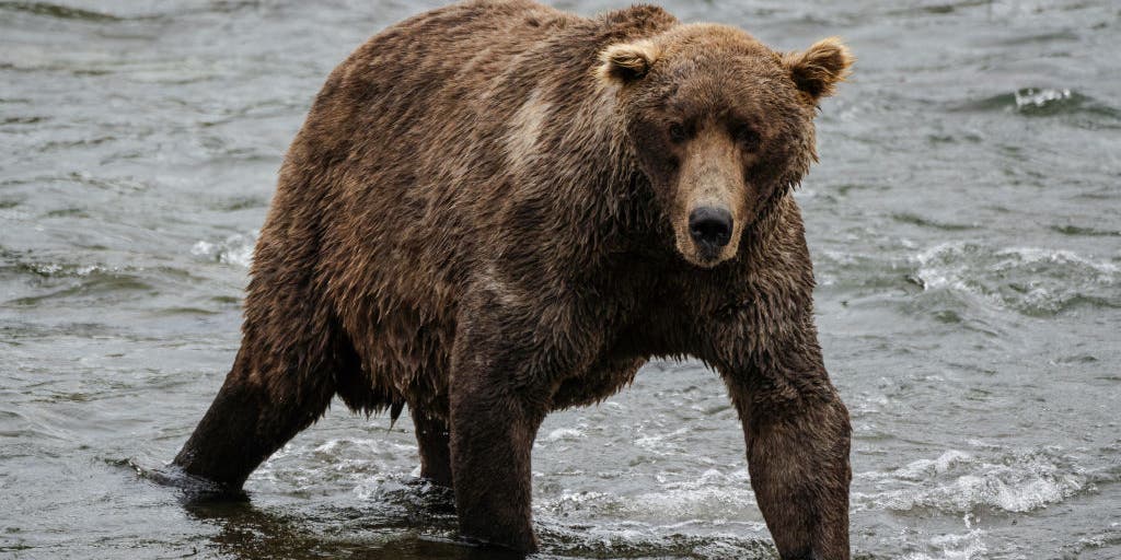 US Army soldiers injured in bear attack during field training in Alaska