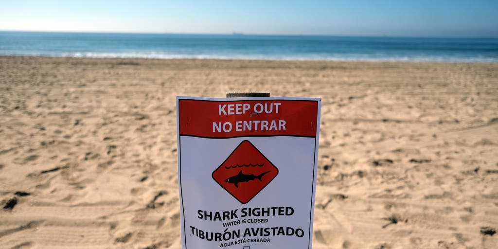 Dangerous great white shark temporarily closes strip of popular California beach