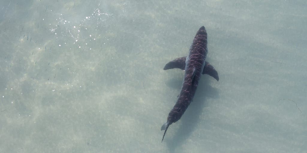 Brewing Super El Niño could turn the California coast into a summer hotspot for great white sharks