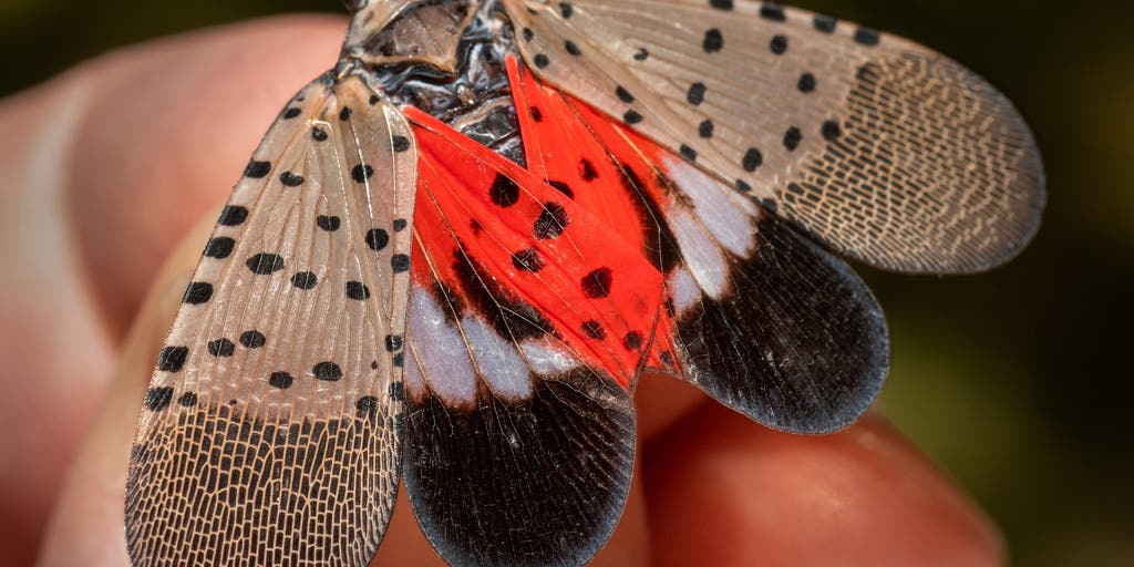 Spotted lanternflies are looking for love as mating season heats up in the Northeast and Midwest