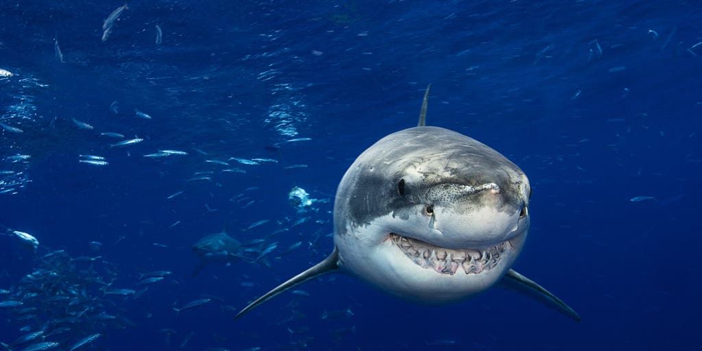 Why is it called a great white shark if it's not actually white?