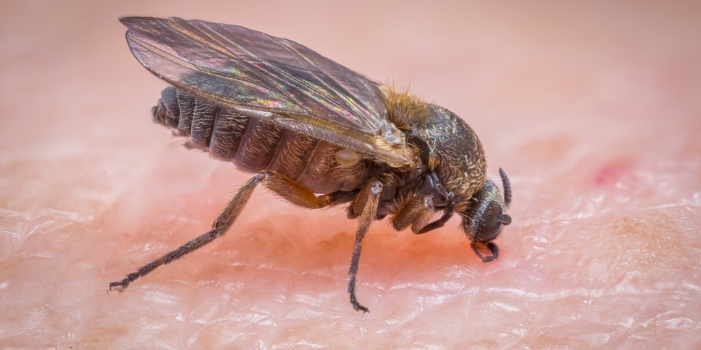 California officials warn of increase in tiny black flies known for painful bites