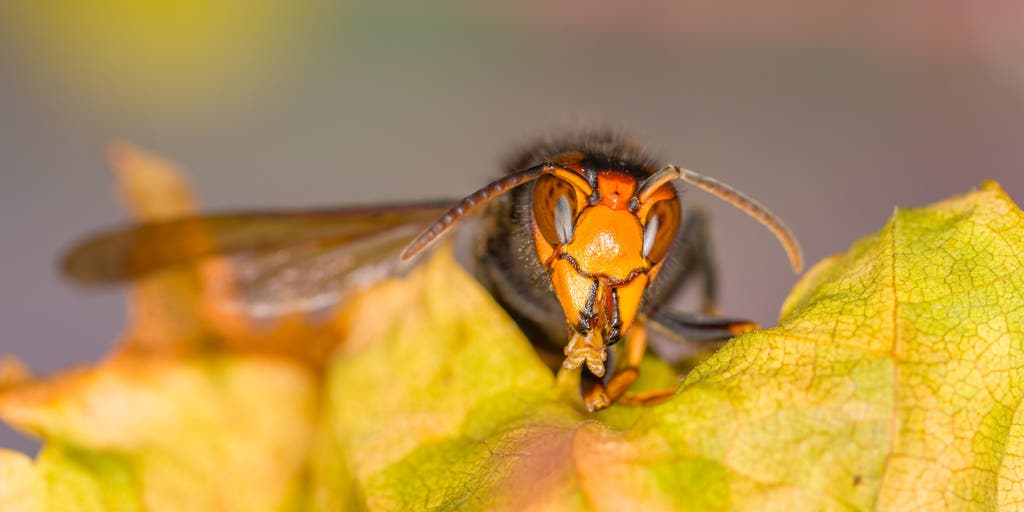 Hundreds of invasive yellow-legged hornets that kill honeybees recorded all across Georgia