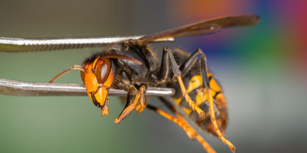 'Murder hornet' lookalike could wreak havoc on pollinators if they continue to spread