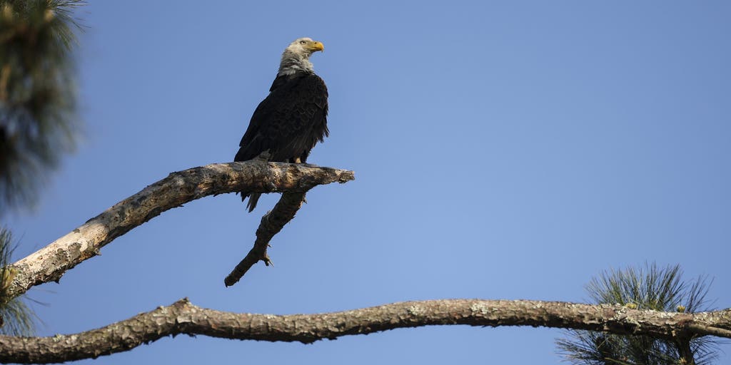 Michigan officials seeking information on 5 bald eagles found dead in same area over 2 weeks