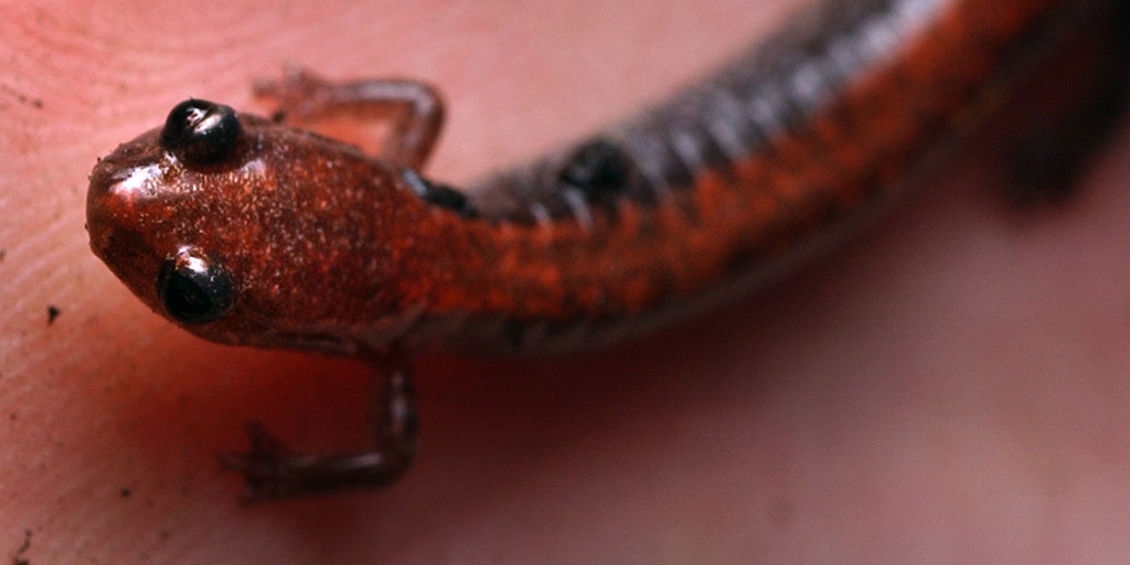 Salamanders in Manhattan: Here's how you can help preserve their habitat