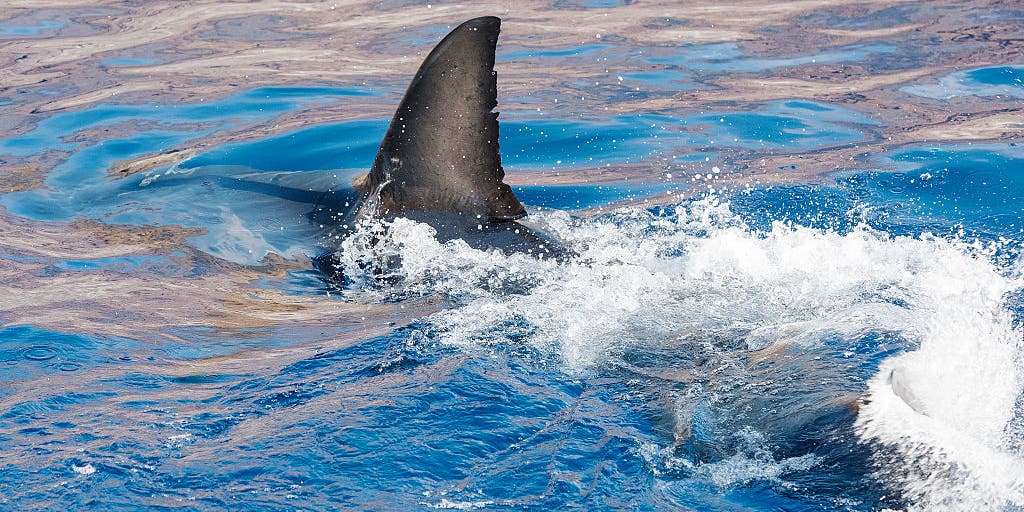 Young great white shark spotted off the coast of the Florida panhandle