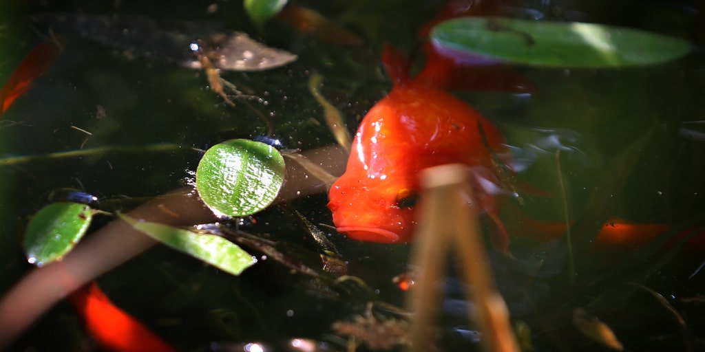 Pets to pests: Goldfish found to be harmful to natural freshwater ecosystems