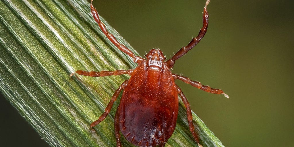 Large increase in tick bites reported at hospitals across the US as spring warmth kicks in